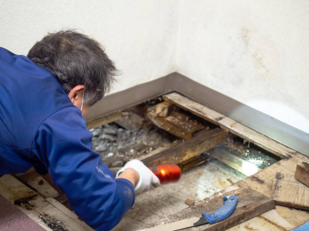 Best Residential Mold Remediation in Middleton, WI