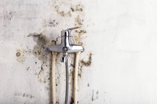 Best Black Mold Remediation in Middleton, WI