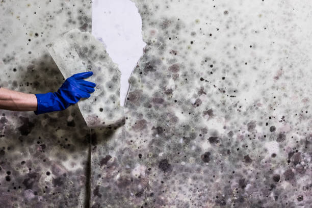 Trusted Middleton, WI Mold Remediation Experts